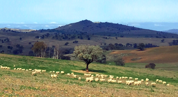 Timaru Merino Stud