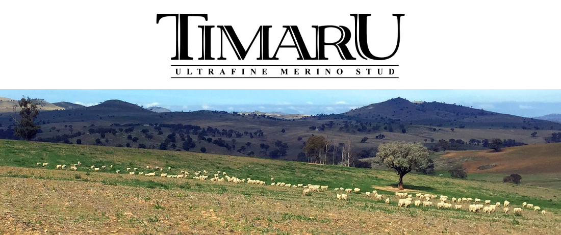 Timaru Merino Stud NSW