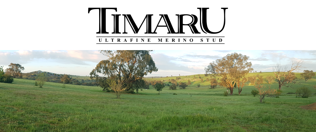 Timaru Merino Stud NSW
