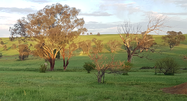 Timaru Merino Stud