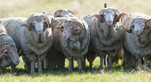 Timaru Merino Stud