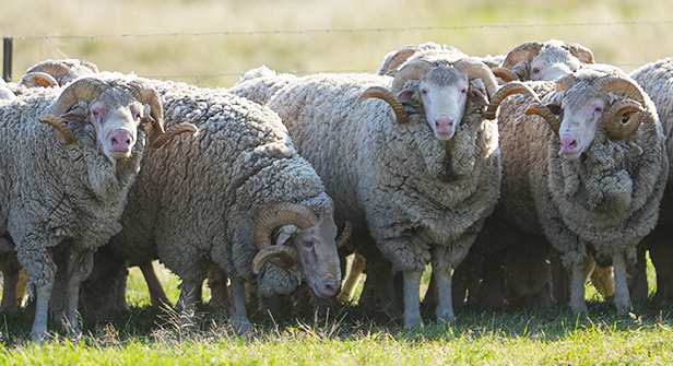 Timaru Merino Stud
